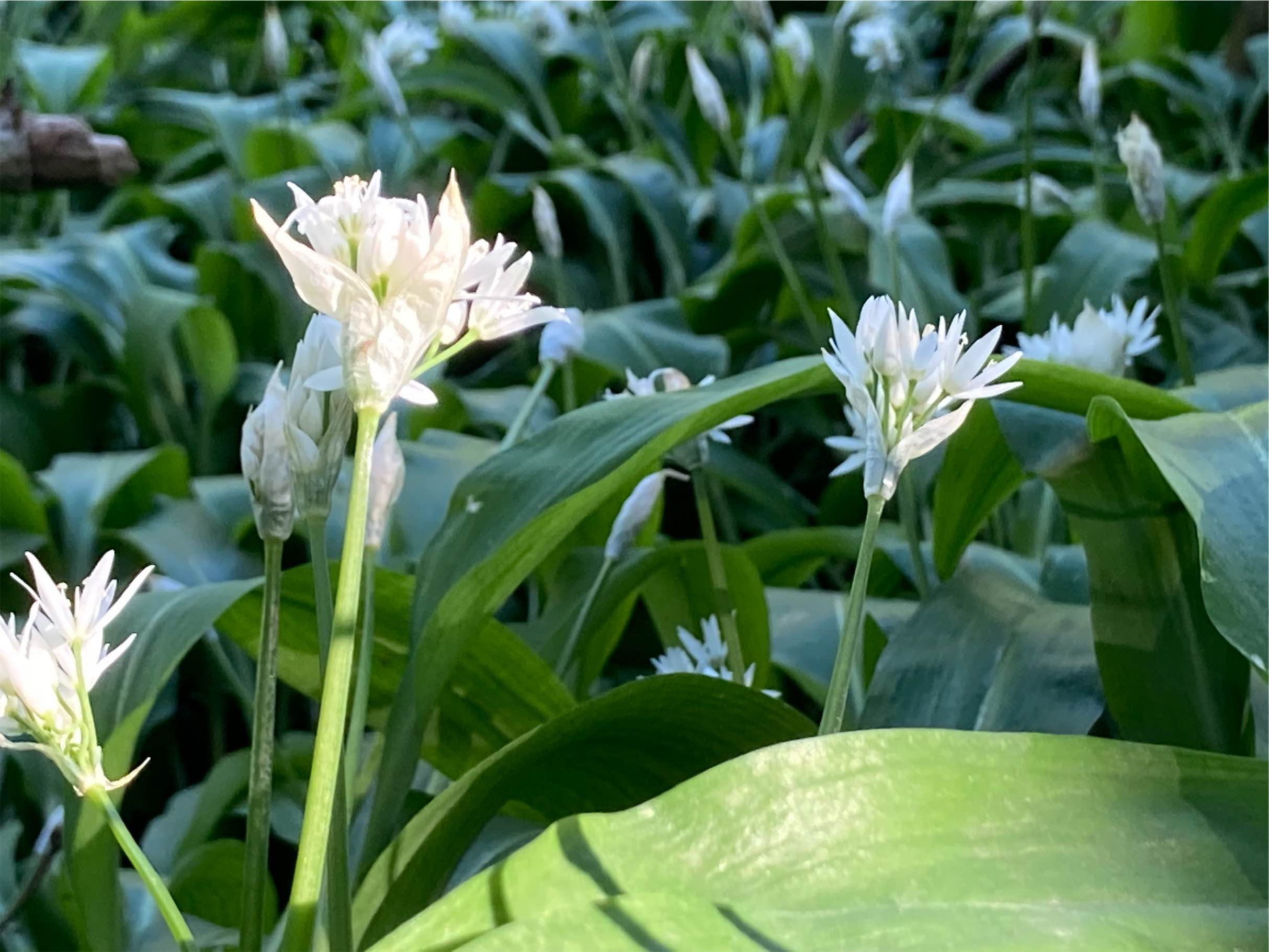 Wild Garlic is around in the spring.  The trail is rich in flora and fauna. 