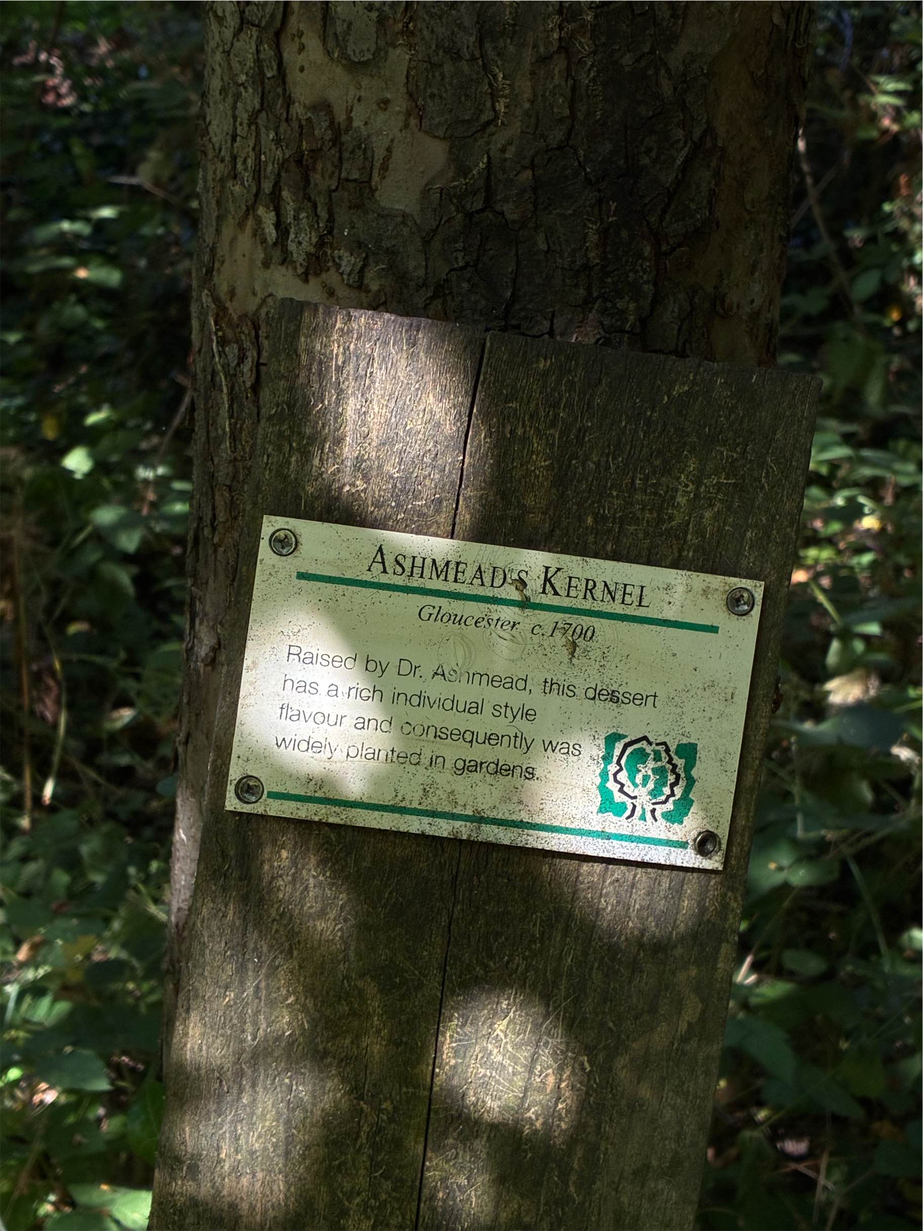  One of the trees in the linear Orchard 